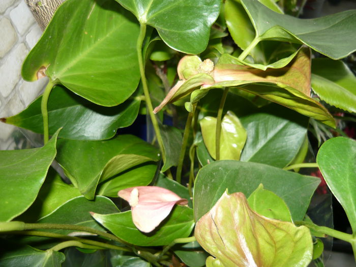 anthurium de vanzare 39ron - ANTHURiUM-diverse culori de vanzare