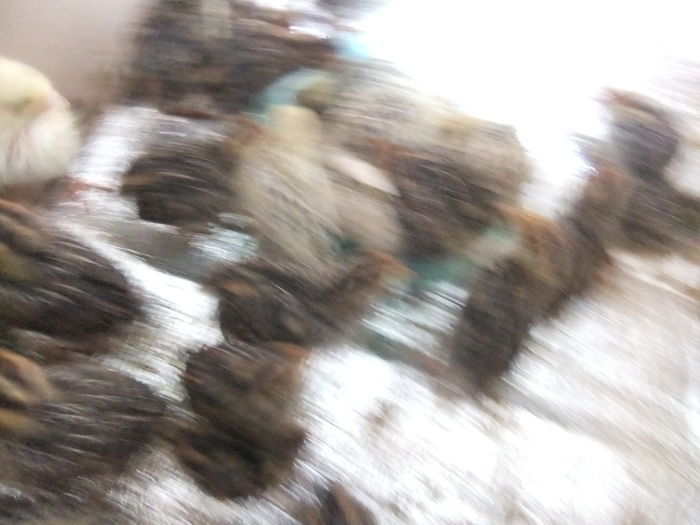 DSCF9215 - pui de prepelita