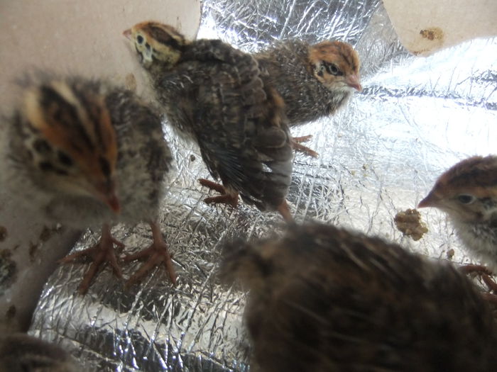 DSCF9213 - pui de prepelita