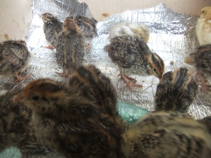 DSCF9209 - pui de prepelita