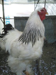 Martie-aprilie 2015 1426 - 002 Brahma Herminat Deschis 2015