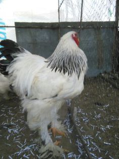 Martie-aprilie 2015 1428 - 002 Brahma Herminat Deschis 2015