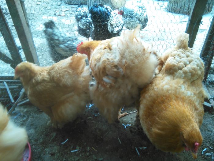 Martie-aprilie 2015 1481