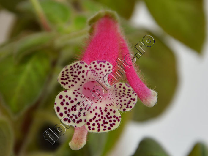 Kohleria Luci s Super Girl