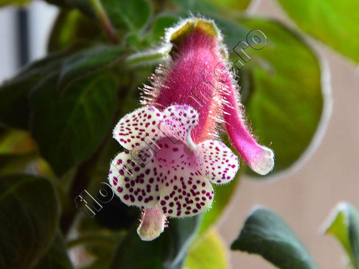 Kohleria Luci s Super Girl - KOHLERIA II 3