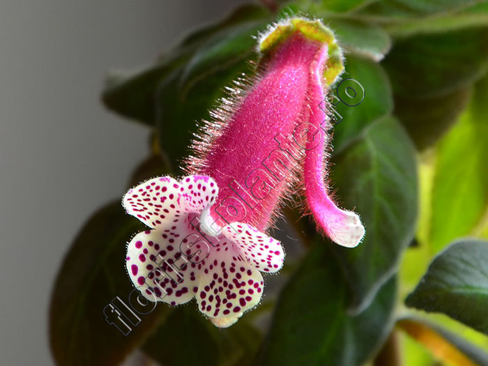 Kohleria Luci s Super Girl - KOHLERIA II 3