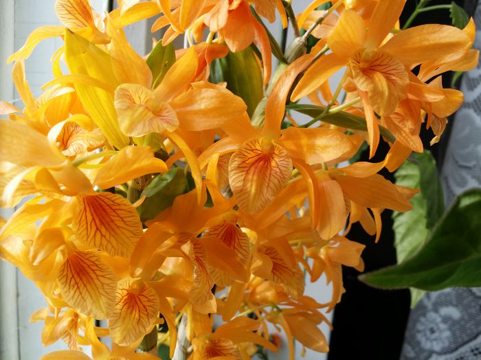 20150407_182850 - Plante in ghiveci 2015