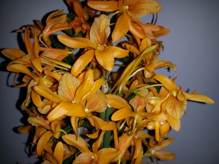 20150407_181712 - Plante in ghiveci 2015
