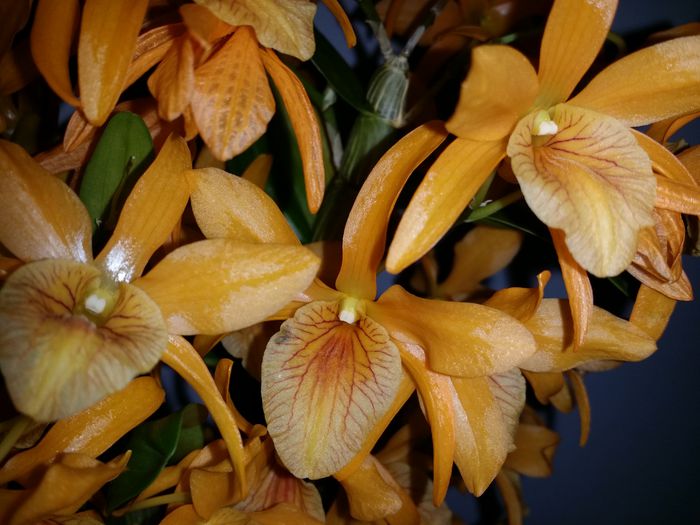 20150407_181618 - Plante in ghiveci 2015