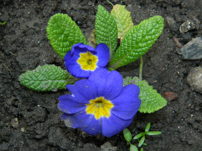 DSCN3234 - 2015_APRILIE