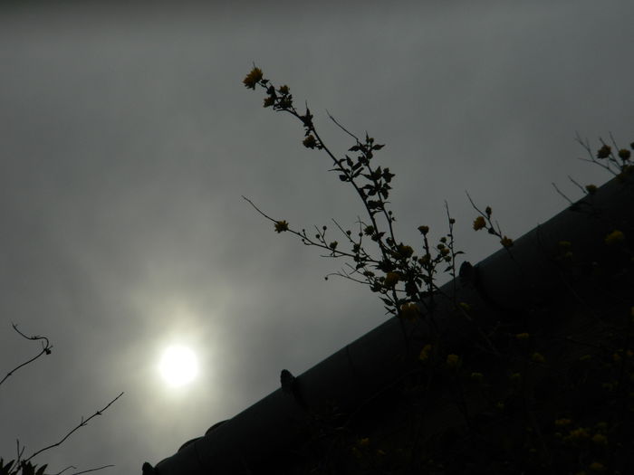 DSCN3241 - 2015_APRILIE