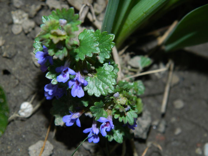 DSCN3245 - 2015_APRILIE