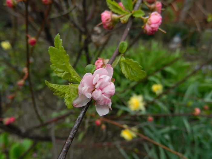 DSCN3249 - 2015_APRILIE
