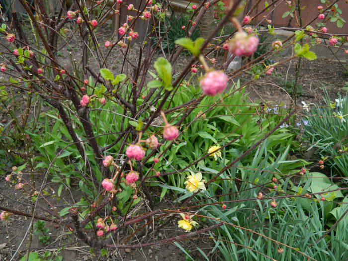 DSCN3251 - 2015_APRILIE