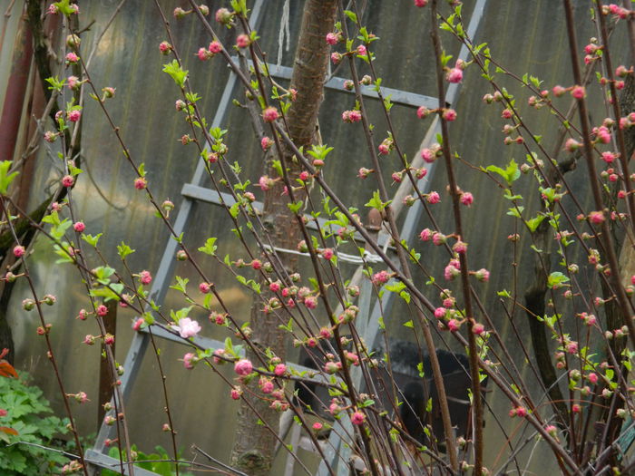 DSCN3254 - 2015_APRILIE