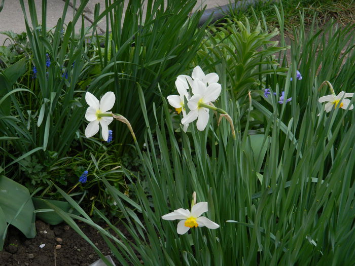 DSCN3257 - 2015_APRILIE