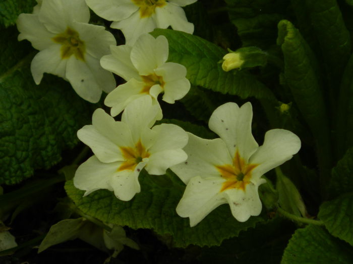 DSCN3259 - 2015_APRILIE