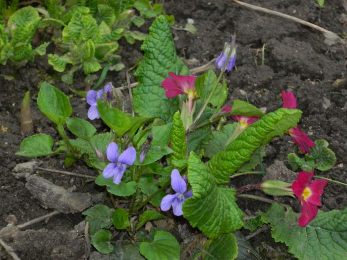 DSCN3263 - 2015_APRILIE