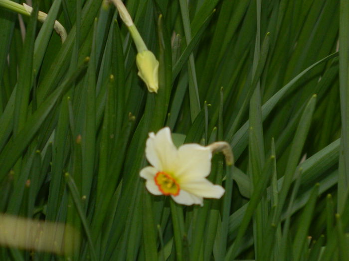 DSCN3266 - 2015_APRILIE