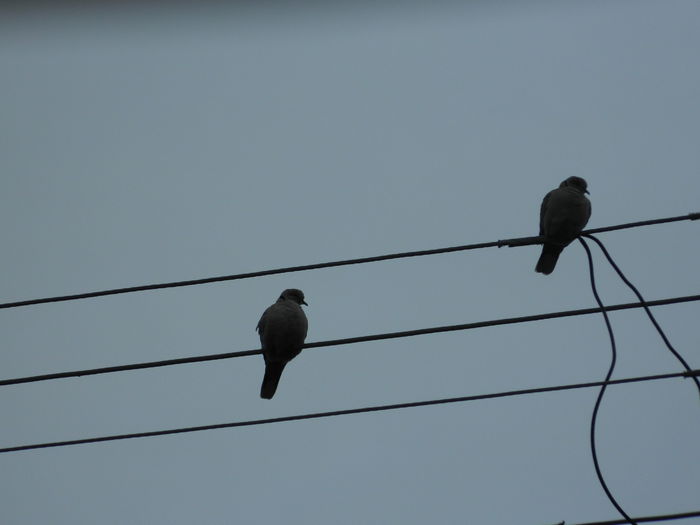 DSCN3273 - 2015_APRILIE