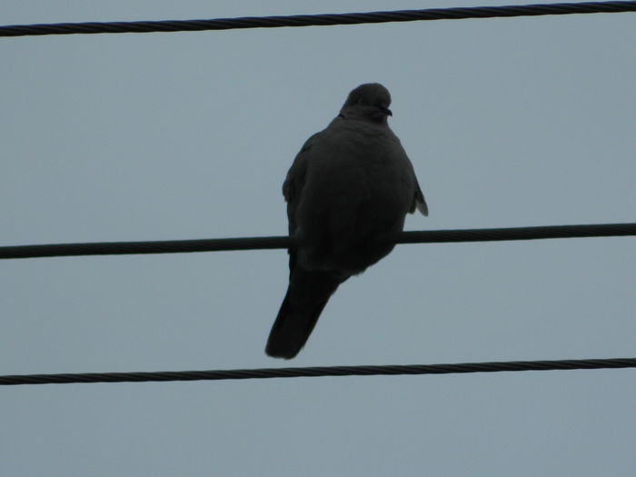 DSCN3286 - 2015_APRILIE