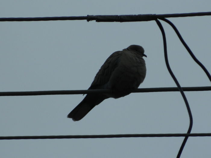 DSCN3287 - 2015_APRILIE