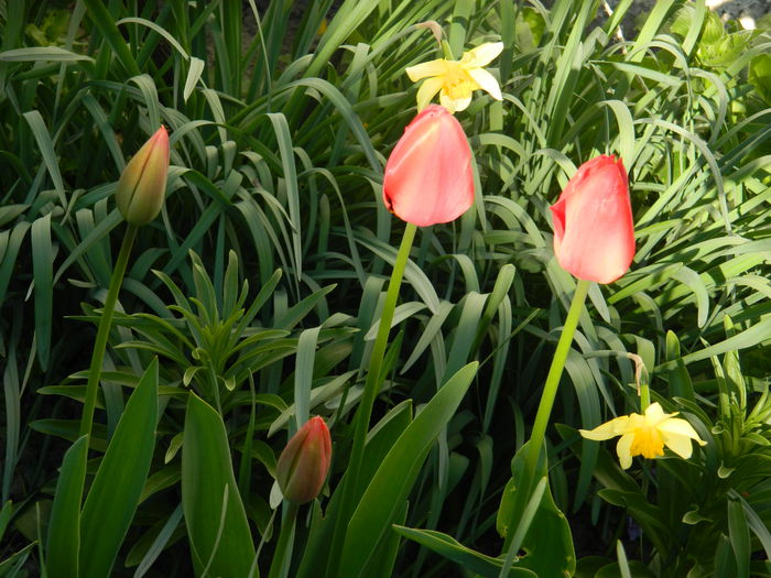 DSCN3307 - 2015_APRILIE