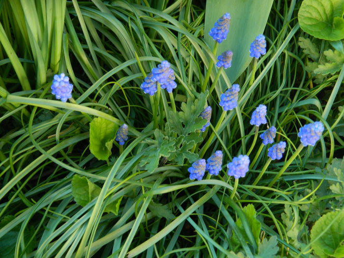 DSCN3309 - 2015_APRILIE