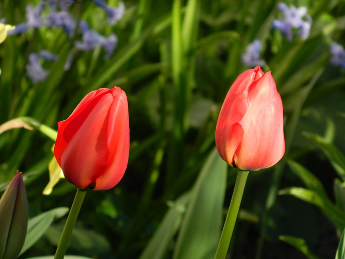 DSCN3311 - 2015_APRILIE