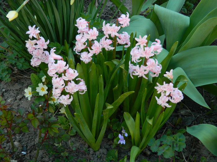 DSCN3312 - 2015_APRILIE