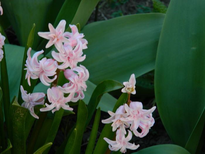 DSCN3313 - 2015_APRILIE