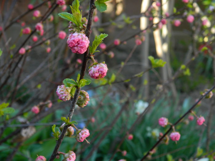 DSCN3314 - 2015_APRILIE