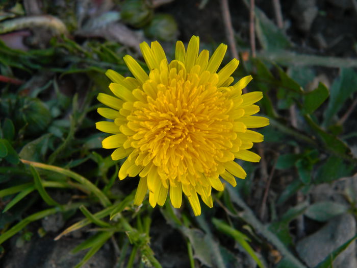 DSCN3315 - 2015_APRILIE