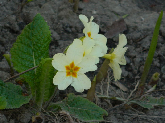 DSCN3316 - 2015_APRILIE