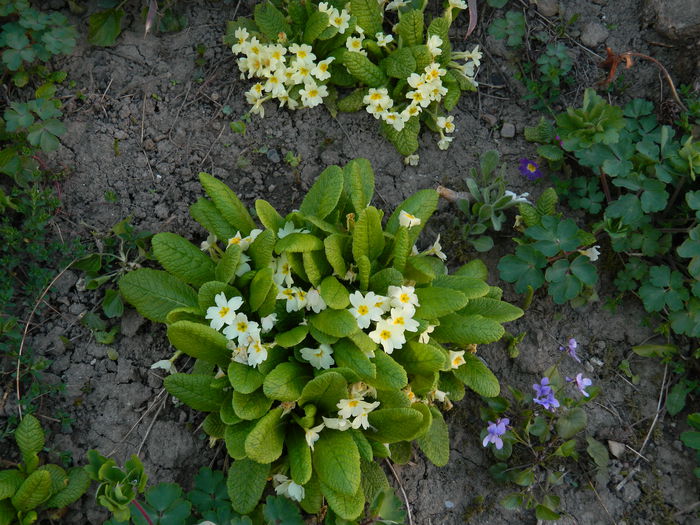 DSCN3319 - 2015_APRILIE