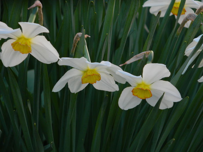 DSCN3321 - 2015_APRILIE