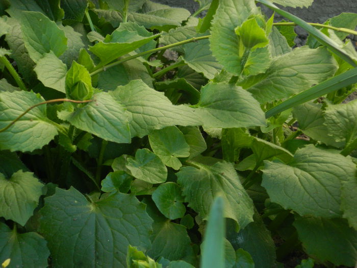 DSCN3322 - 2015_APRILIE