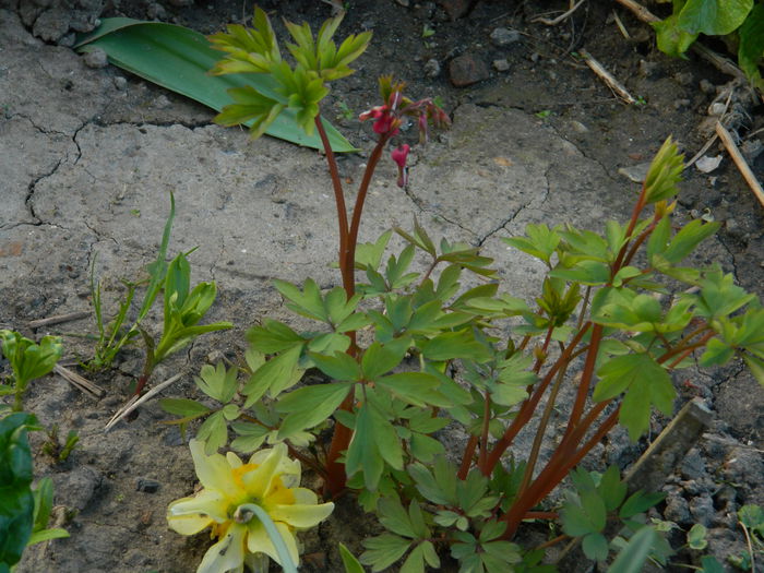 DSCN3325 - 2015_APRILIE