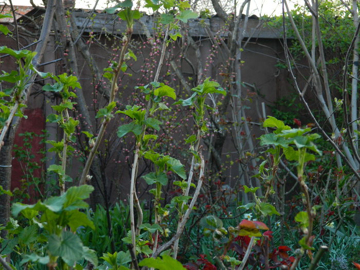 DSCN3352 - 2015_APRILIE