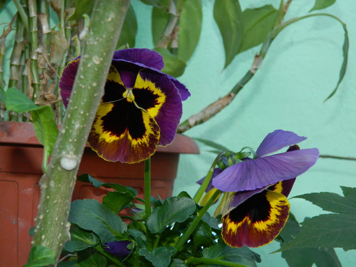 DSCN3364 - 2015_APRILIE