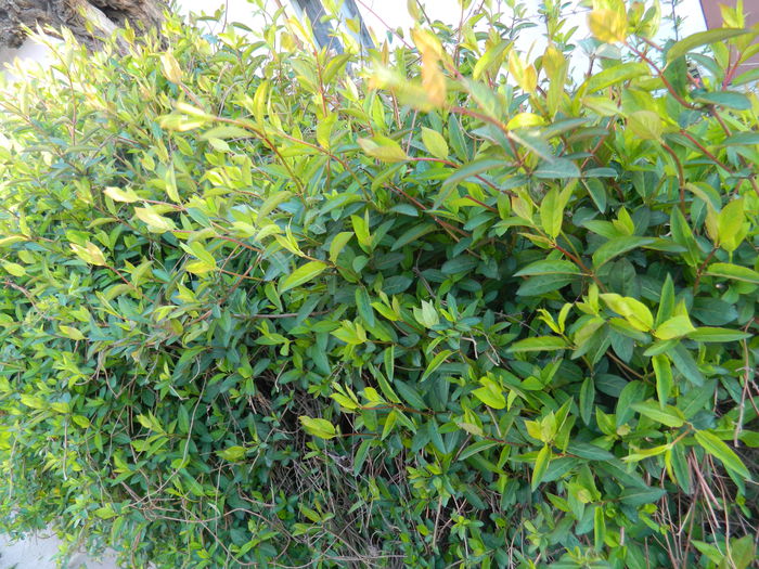 DSCN3371 - 2015_APRILIE