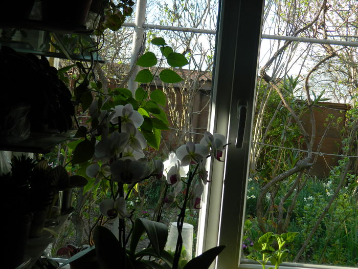 DSCN3386 - 2015_APRILIE