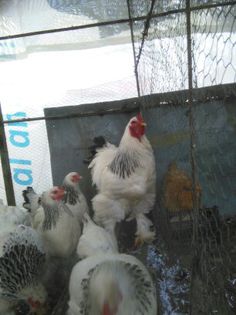 Martie-aprilie 2015 1433