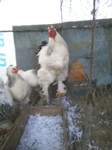 Martie-aprilie 2015 1438