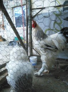 Martie-aprilie 2015 1474