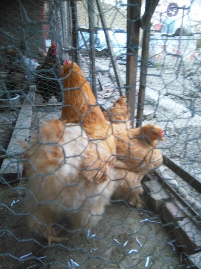 Martie-aprilie 2015 1440