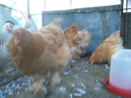 Martie-aprilie 2015 1486