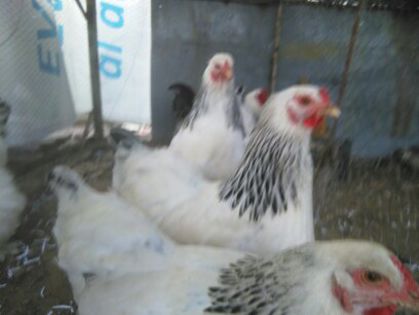 Martie-aprilie 2015 1447