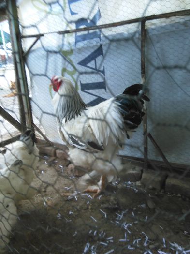 Martie-aprilie 2015 1470 - 004 Arhiva
