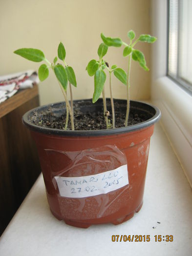 O generatie obtinuta din seminte...